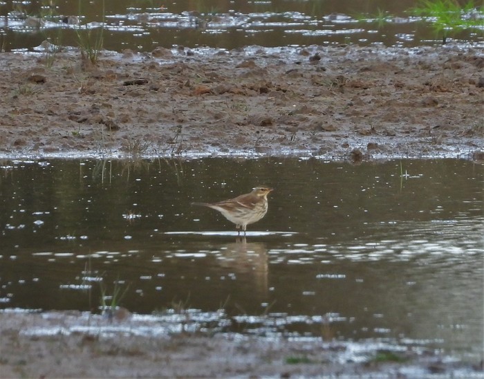 Water Pipit
