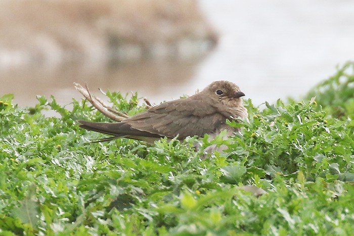 Collared Pratincole