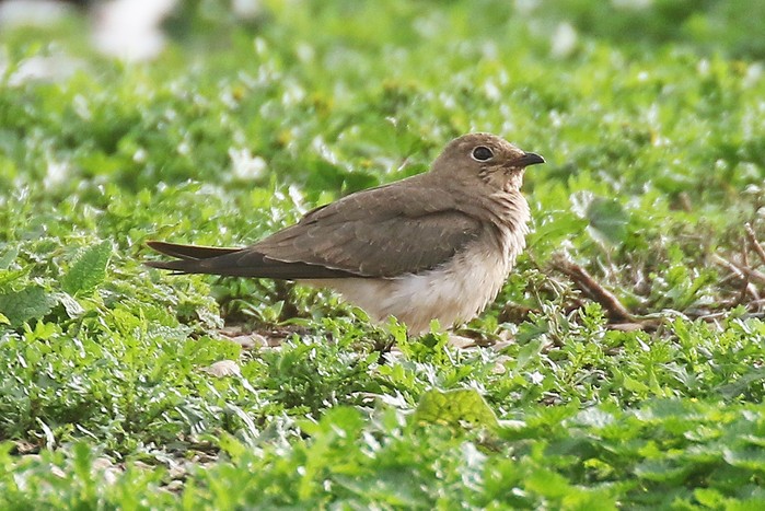 Collared Pratincole