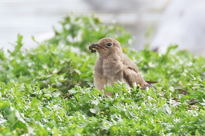 Collared Pratincole