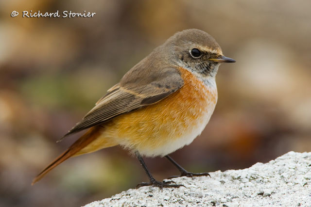 Redstart