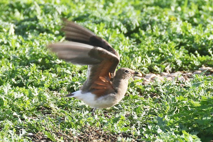 Collared Pratincole