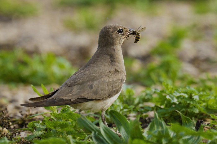 Collared Pratincole