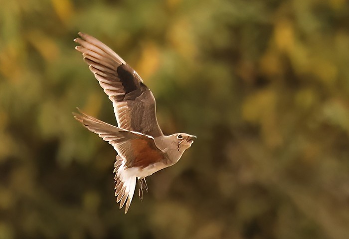 Collared Pratincole