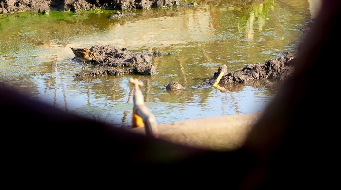Jack Snipe