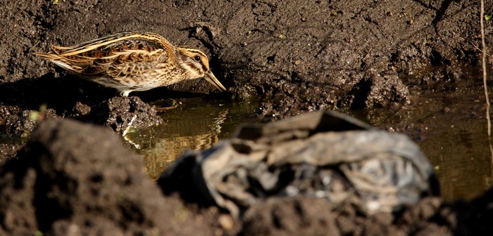 Jack Snipe