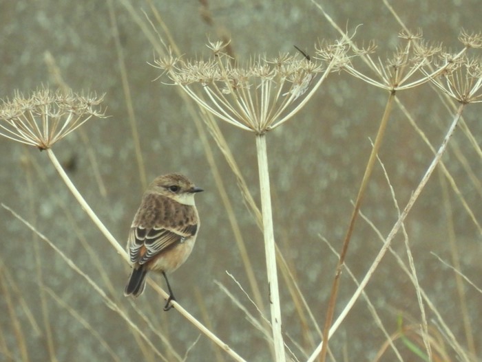 Stejneger's Stonechat
