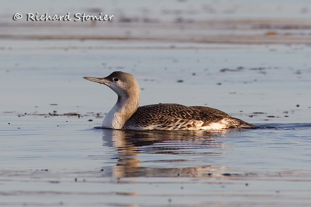 Red-throated Diver