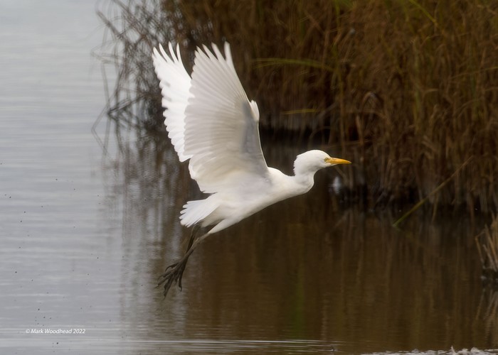 Cattle Egret