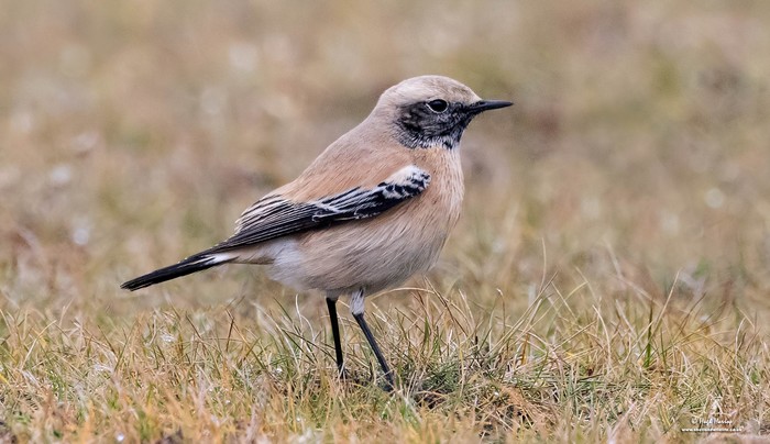 Desert Wheatear