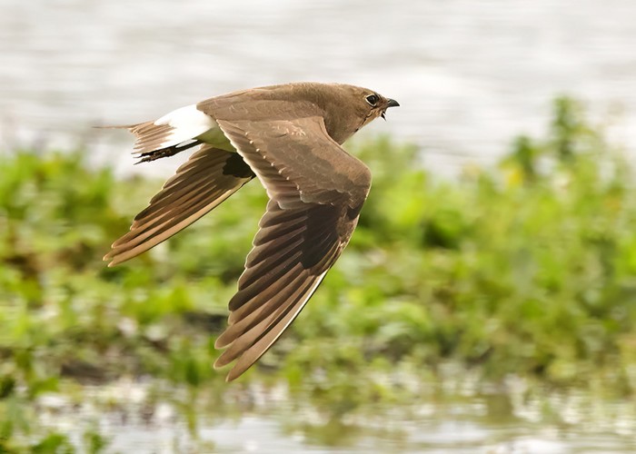 Collared Pratincole