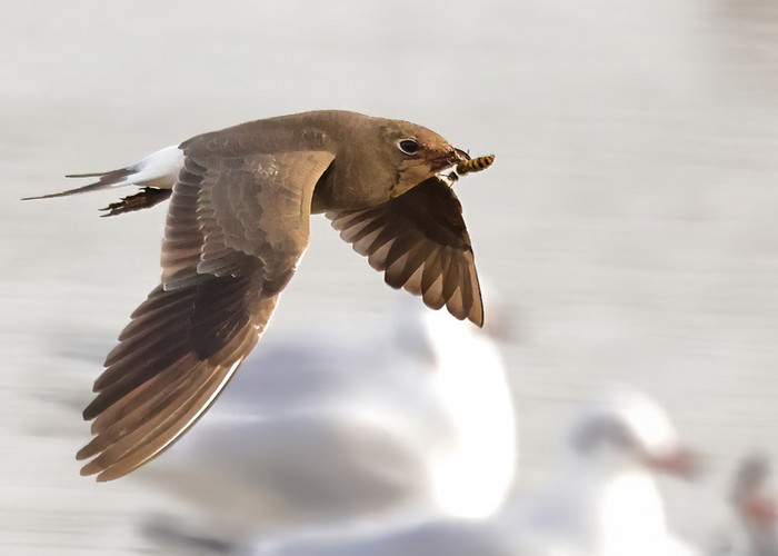 Collared Pratincole