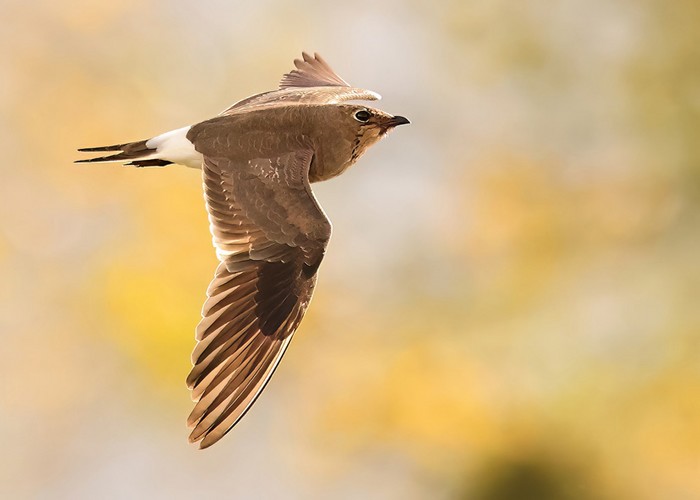 Collared Pratincole