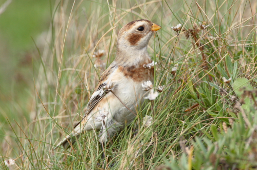 Snow Bunting