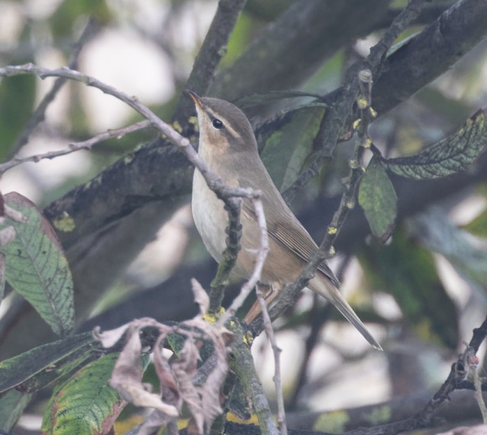 Dusky Warbler