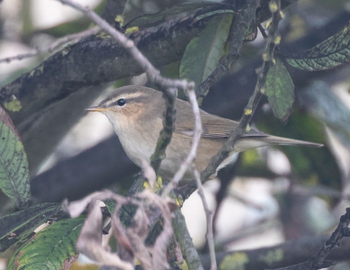 Dusky Warbler