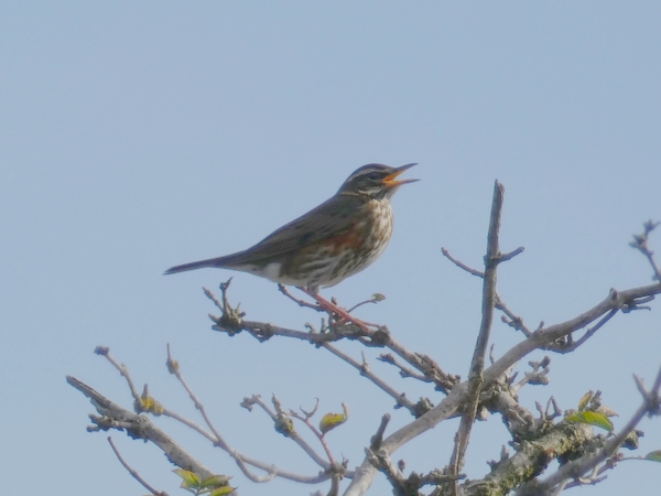 Redwing