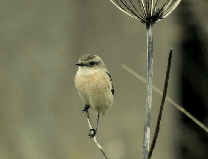 Stejneger's Stonechat