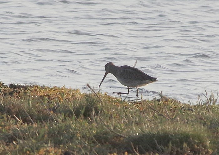 LOng-billed Dowitcher