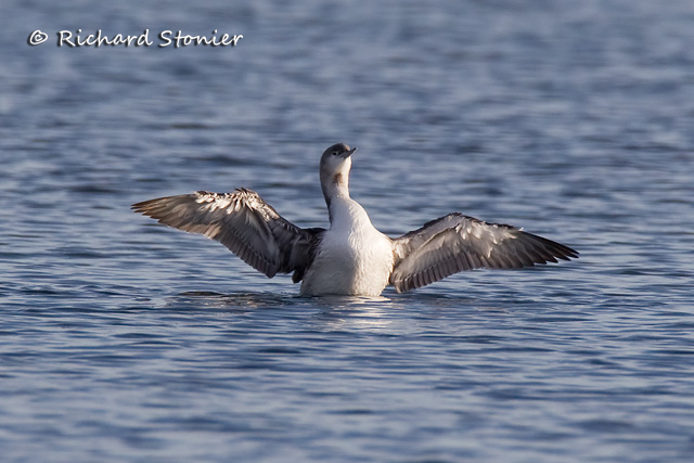 Red-throated Diver