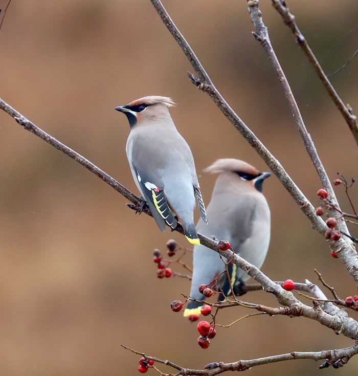 Waxwing