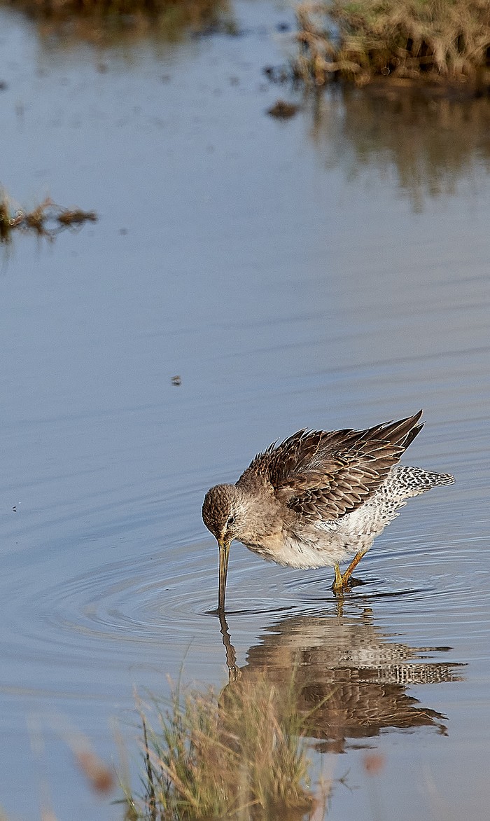 Long-billed Dowitcher