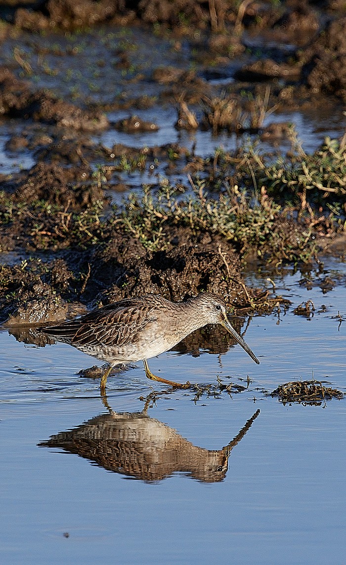 Long-billed Dowitcher
