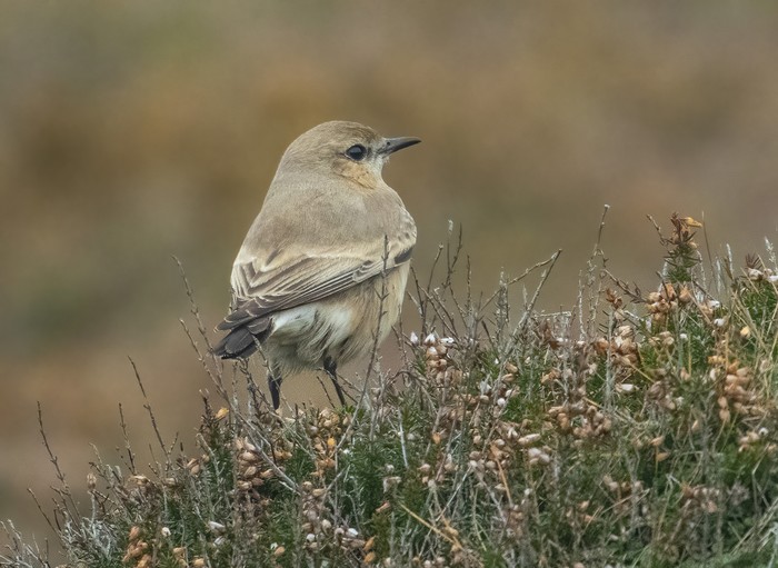 Isabelline Wheatear