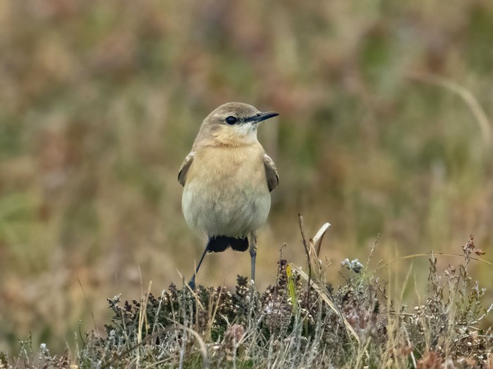 Isabelline Wheatear
