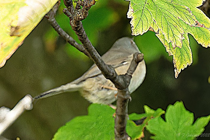 Subalpine Warbler sp