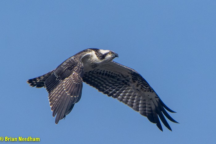 Osprey
