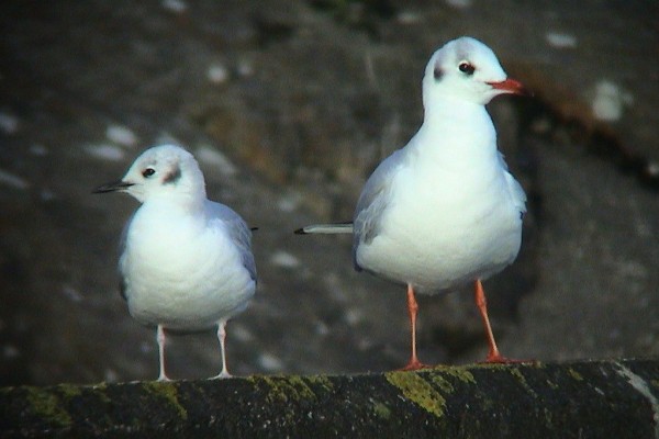 Bonaparte's Gull