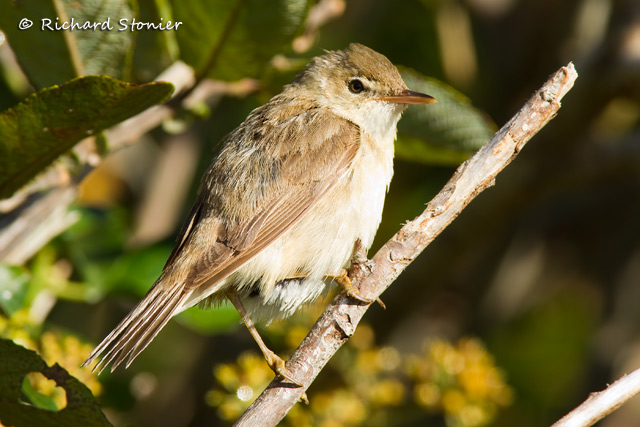 Reed Warbler