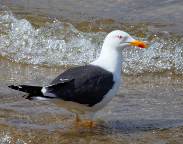Lesser Black-backed Gull