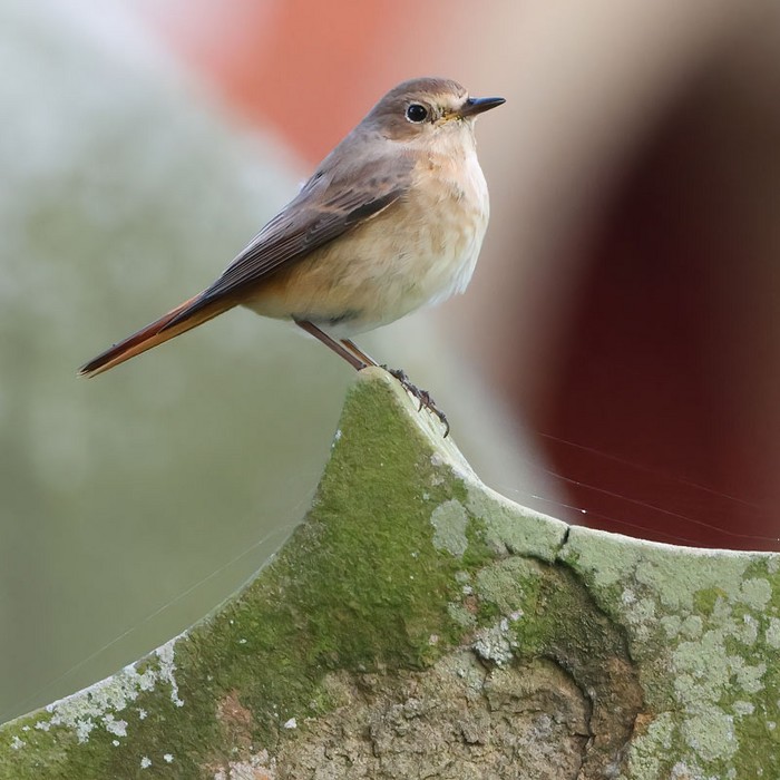 Redstart