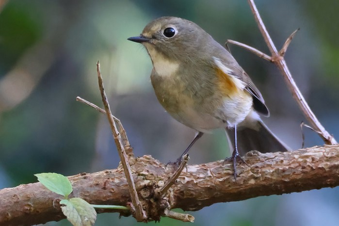 Red-flanked Bluetail