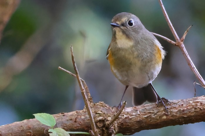 Red-flanked Bluetail