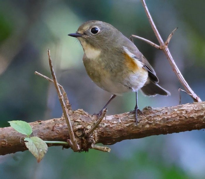 Red-flanked Bluetail