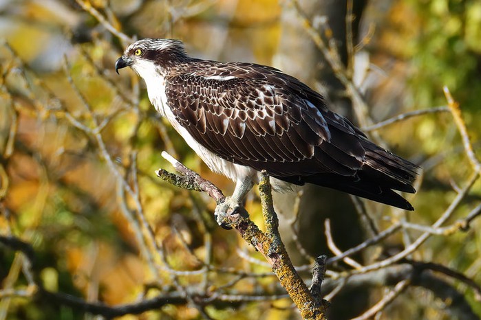 Osprey
