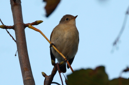 Red-breasted Flycatcher