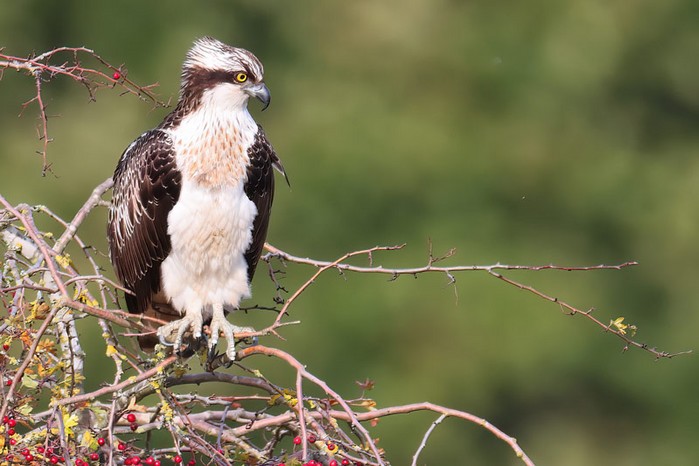 Osprey
