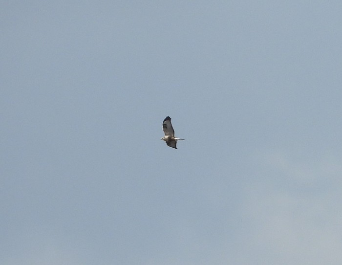 Rough-legged Buzzard