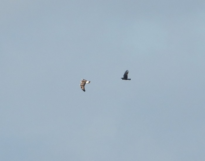 Rough-legged Buzzard