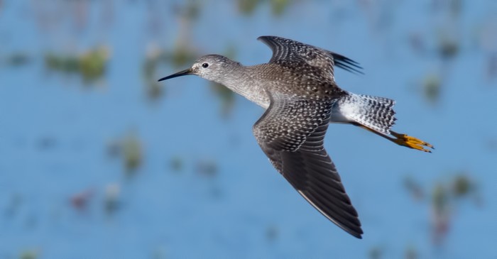 Lesser Yellowlegs