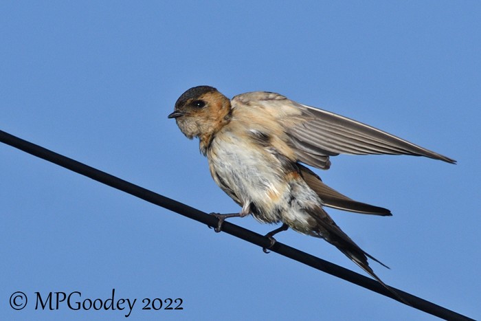 Red-rumped Swallow