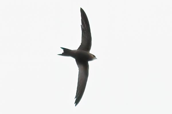 Pallid Swift
