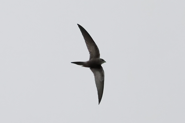 Pallid Swift