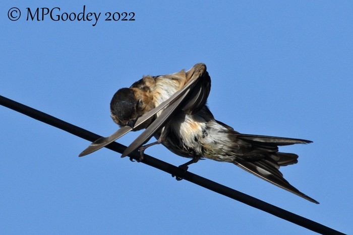 Red-rumped Swallow