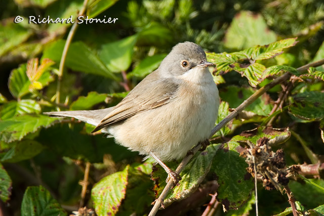 Subalpine Warbler