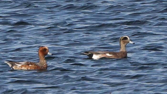 American Wigeon